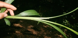 Setaria palmifolia voucher:BioBot10366