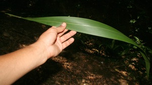Setaria palmifolia voucher:BioBot10366