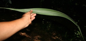 Setaria palmifolia voucher:BioBot10366