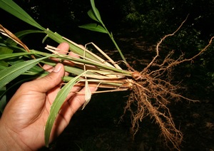 Setaria palmifolia voucher:BioBot10367