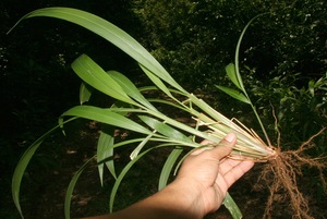 Setaria palmifolia voucher:BioBot10367