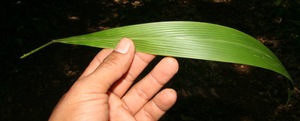 Setaria palmifolia voucher:BioBot10367