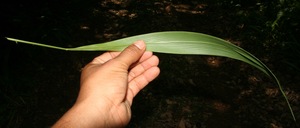 Setaria palmifolia voucher:BioBot10367