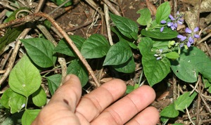 Hebecarpa costaricensis voucher:BioBot11704