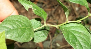 Hebecarpa costaricensis voucher:BioBot11704