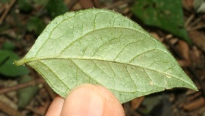 Hebecarpa costaricensis voucher:BioBot11704