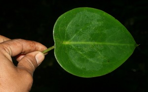 Peperomia hernandiifolia voucher:BioBot12076