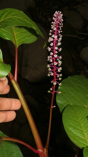 Phytolacca icosandra voucher:BioBot12723