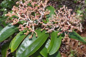 Miconia albicans voucher:nz-6389