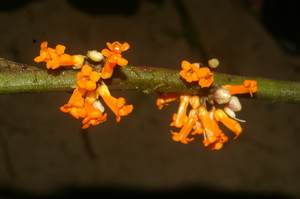 Besleria notabilis voucher:nz-7333