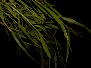 Urochloa fusca voucher:nz-8470