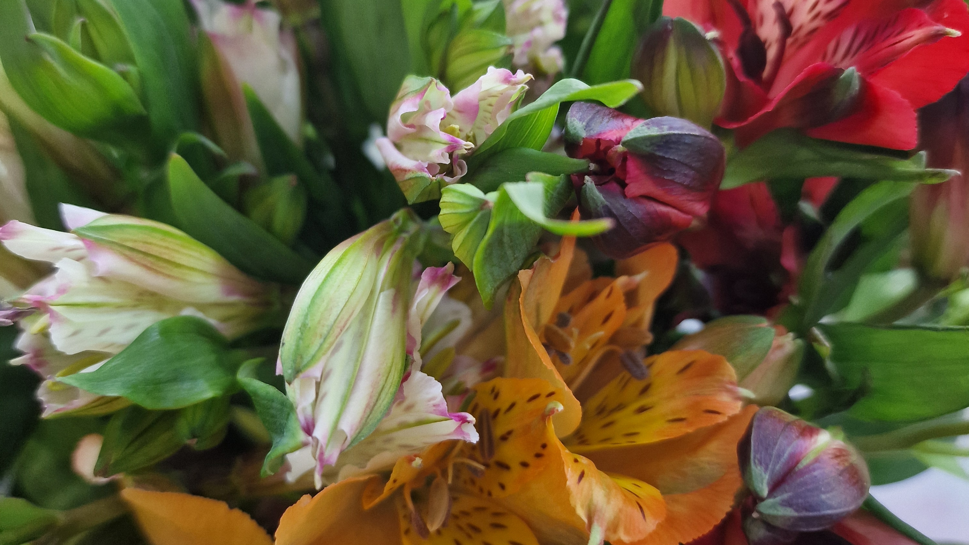 Rote und gelbe Tulpen liegen auf einem Holztisch