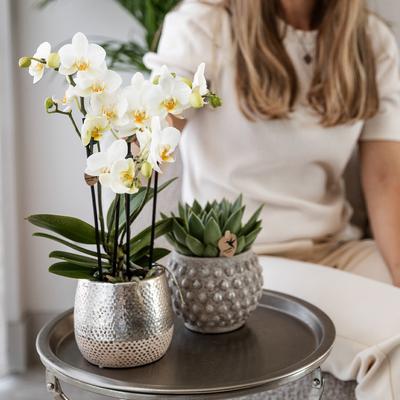 Orchidée blanche Amabilis en pot Elite doré Ø9cm - Kolibri Company