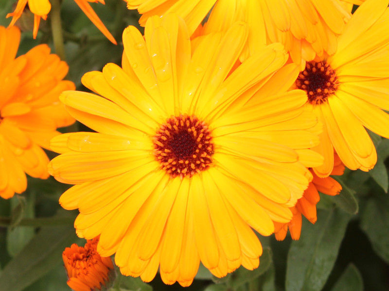 Calendula officinalis | Calendula officinalis | Flower Database