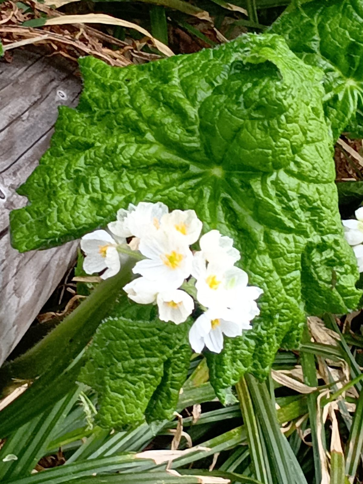 Diphylleia grayi