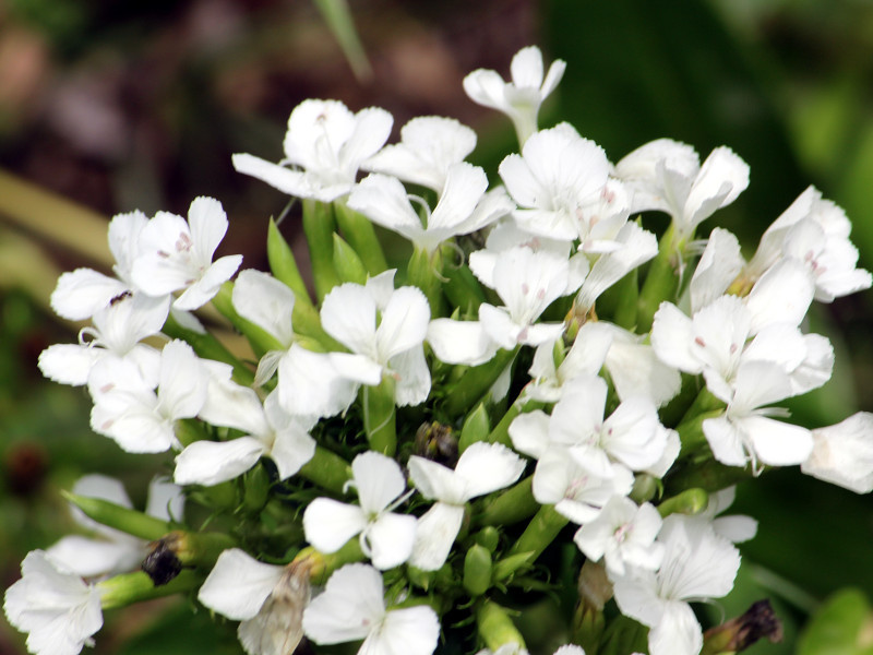 Dianthus japonicus