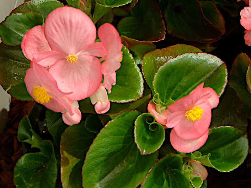 ベゴニア センパフローレンス Begonia Semperflorens かぎけん花図鑑