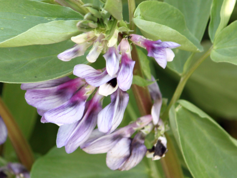 南房総の花3　ソラマメ（空豆、学名：Vicia faba）