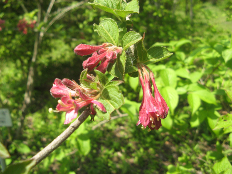 Weigela  floribunda