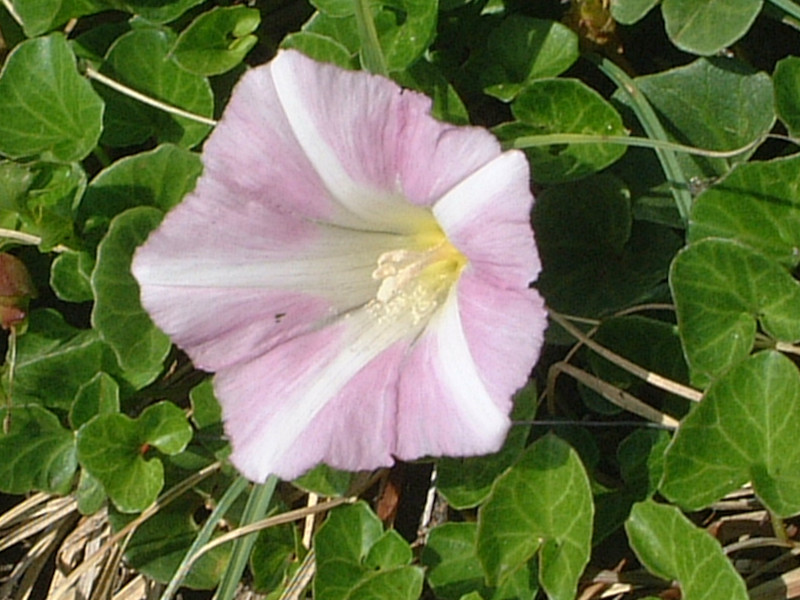 Calystegia soldanella