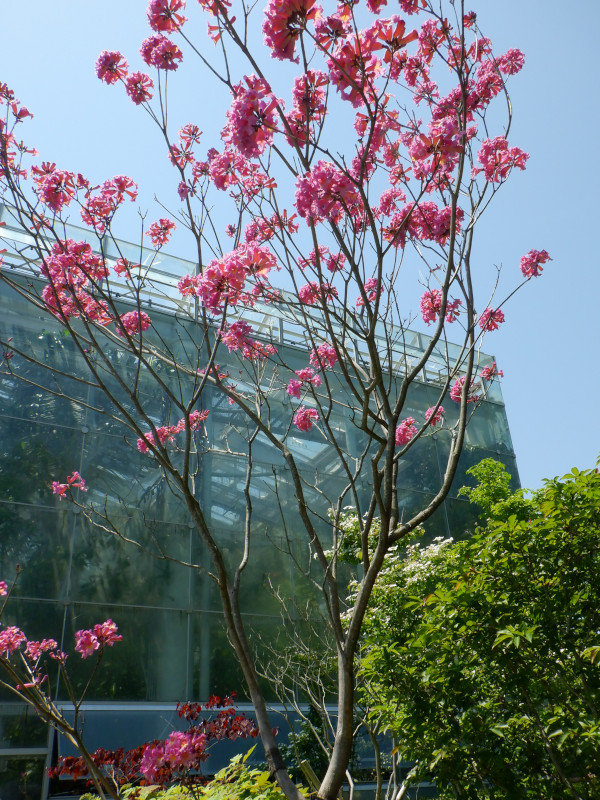 Tabebuia impetiginosa