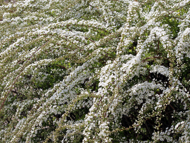 Thunberg's meadowsweet