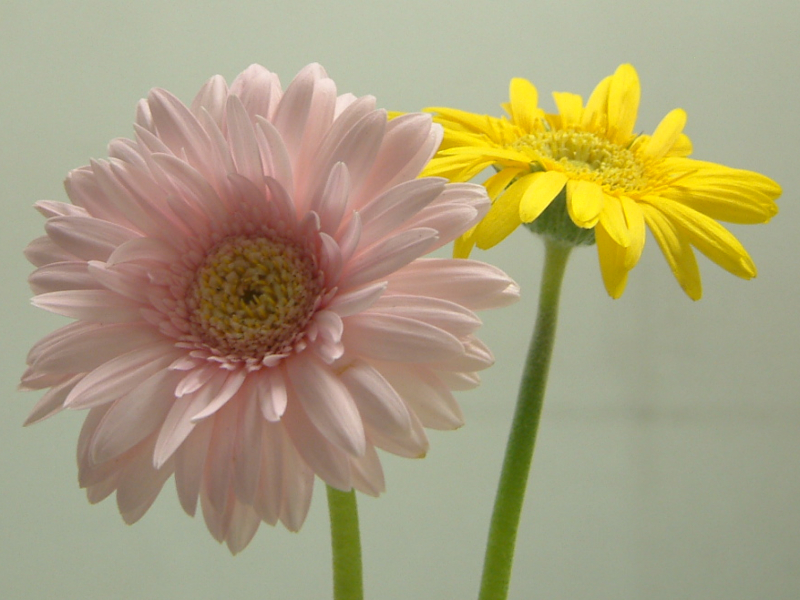 Gerbera