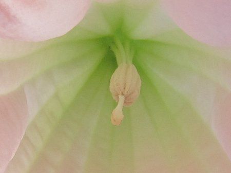 Brugmansia