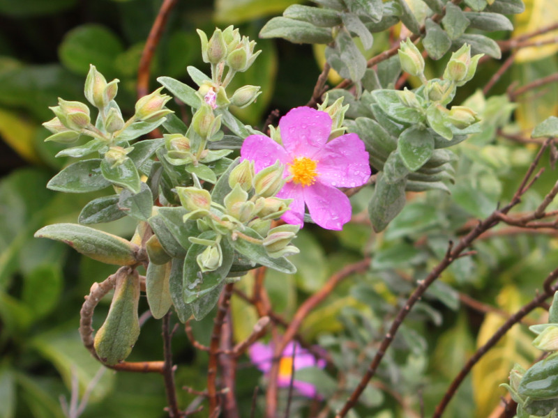 ゴジアオイ | Cistus albidus | かぎけん花図鑑