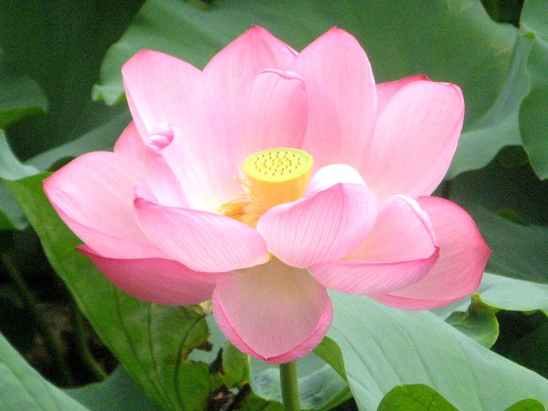 莲 Nelumbo Nucifera 科技研花图画书