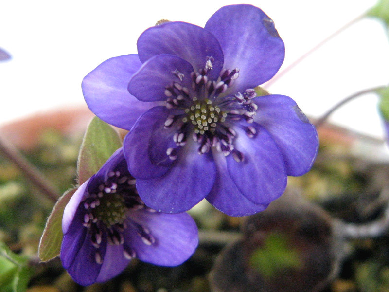 三角草 Anemone Hepatica 科技研花图画书