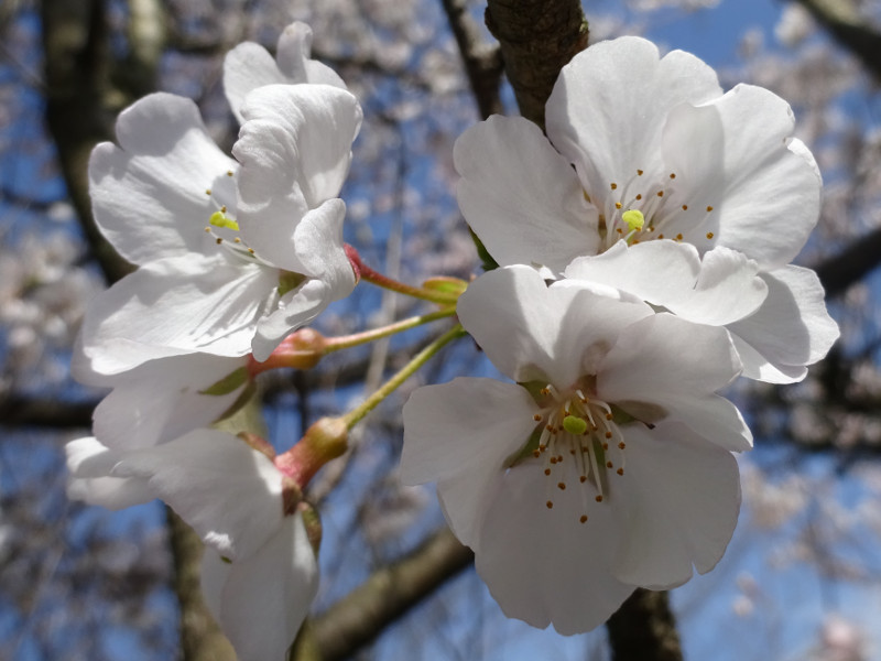 桜シリーズ20.越の彼岸桜