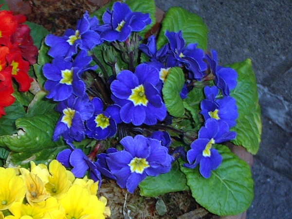 Primula  juliana