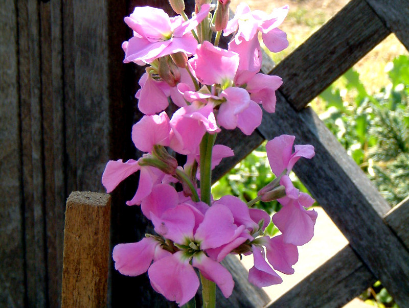 ストック Matthiola Incana かぎけん花図鑑