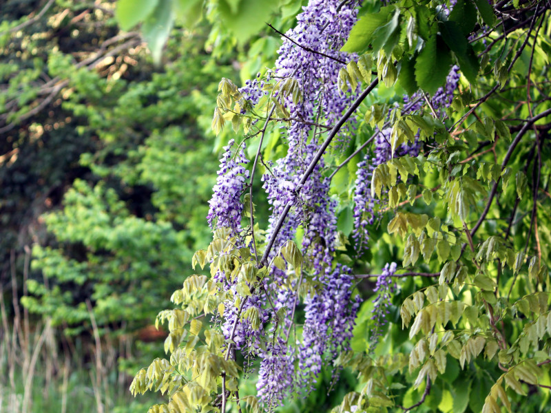 Wisteria brachybotrys