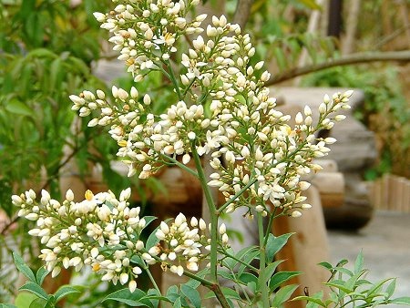 Nandina