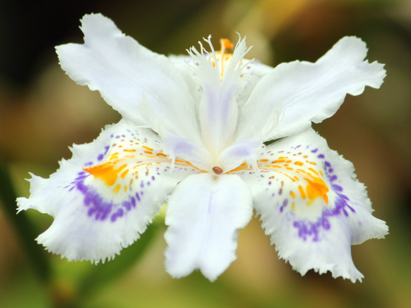 蝴蝶花 Iris Japonica 科技研花图画书