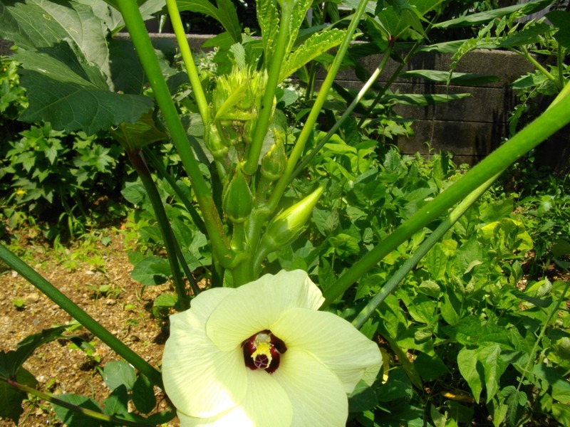 オクラ Abelmoschus Esculentus かぎけん花図鑑