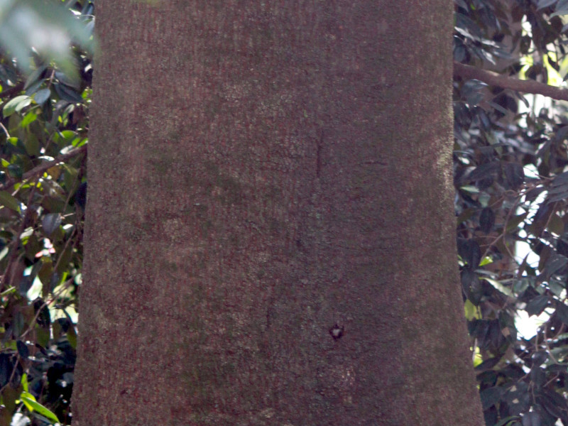 シラカシ Quercus Myrsinaefolia かぎけん花図鑑