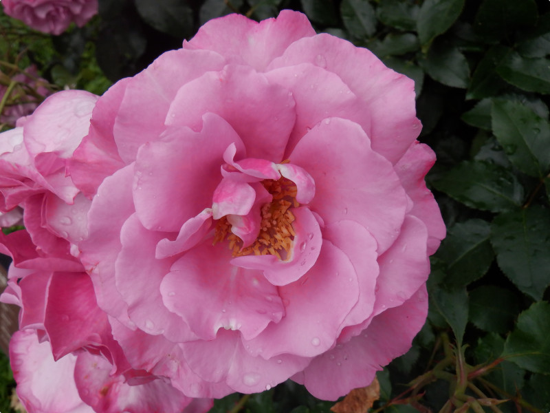 Rosa 'Le Comte Fersen'