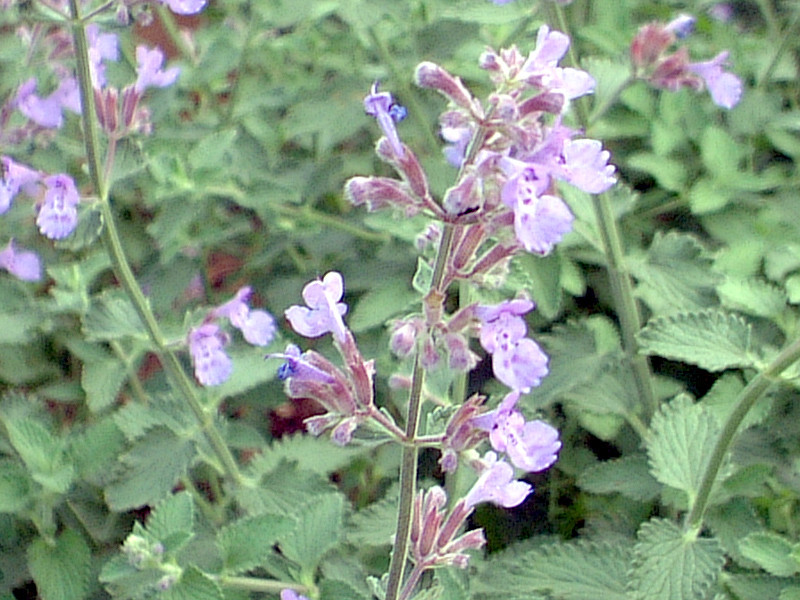 紫花猫薄荷 Nepeta Faassenii 科技研花图画书