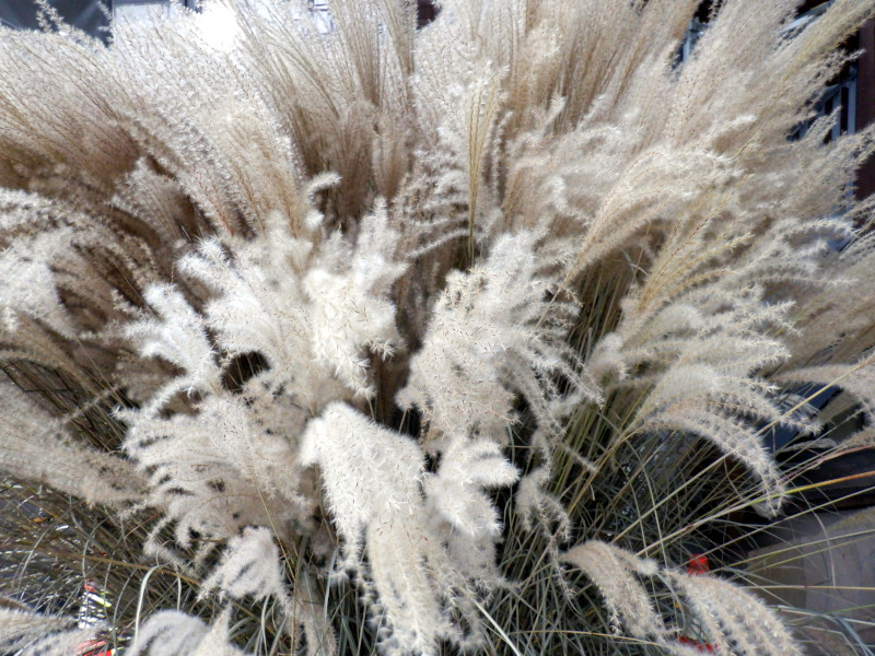 Miscanthus sinensis