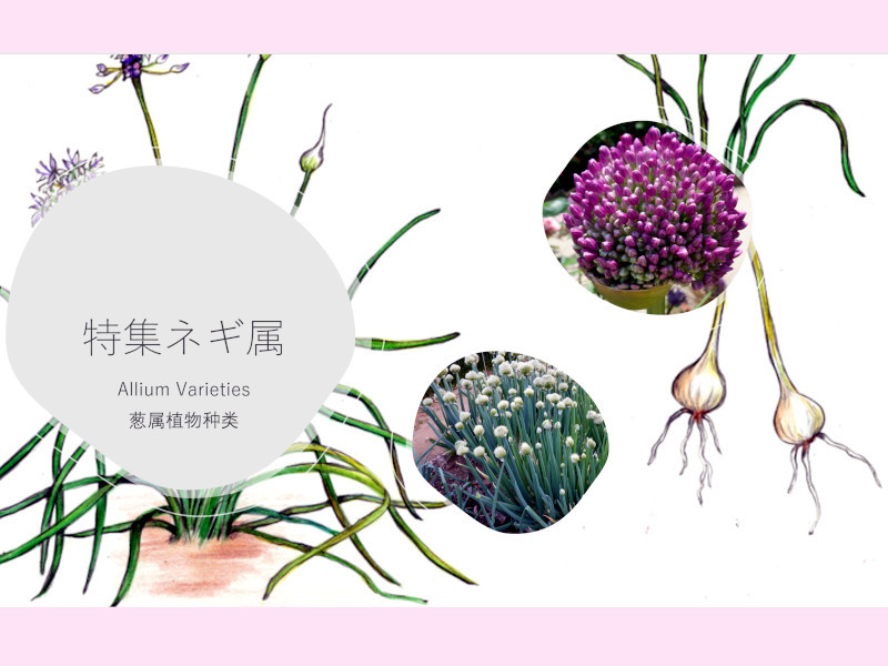 特集ネギ属
