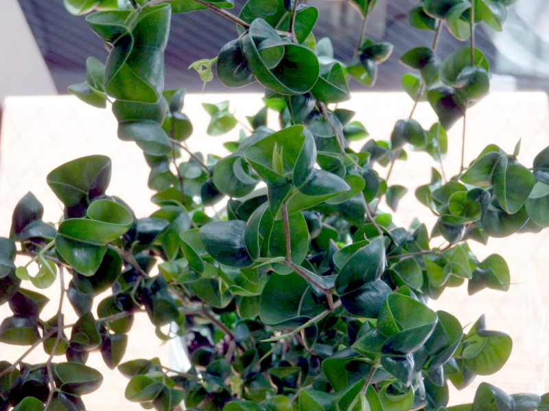 フィカス ベンジャミン バロック Ficus Benjamina Cv Barok かぎけん花図鑑