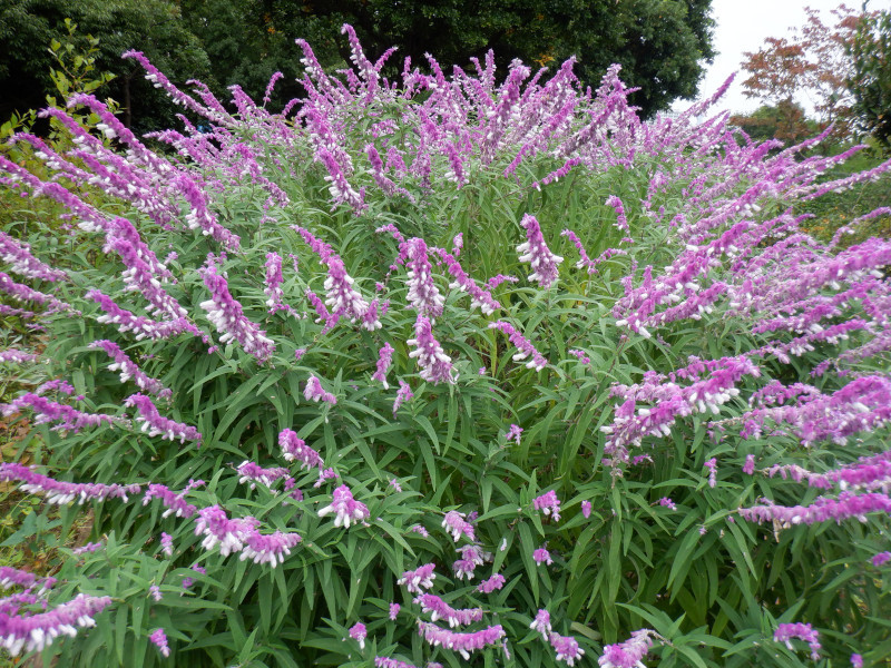 サルビア レウカンサ Salvia Leucantha かぎけん花図鑑