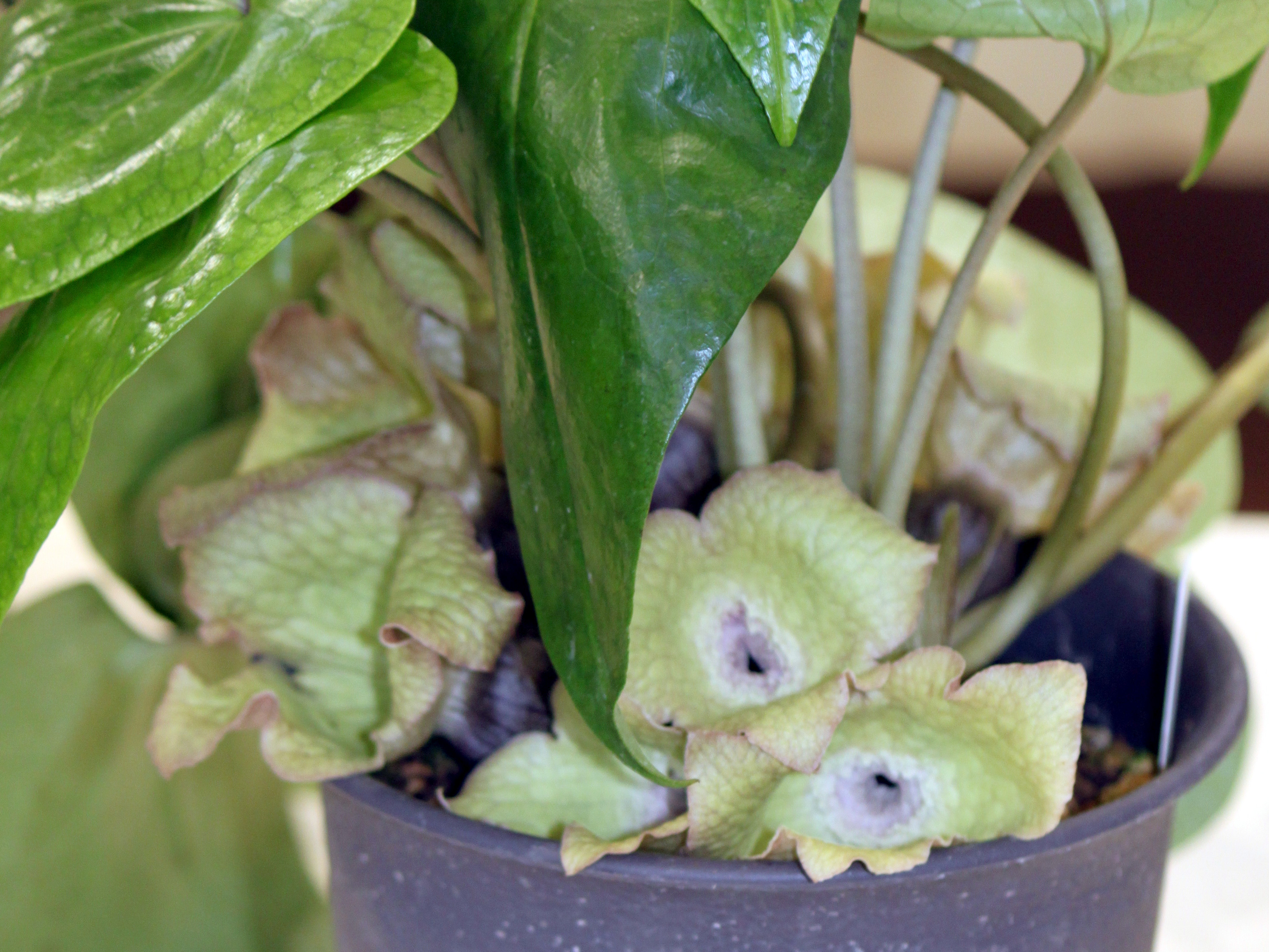 Asarum fudsinoi