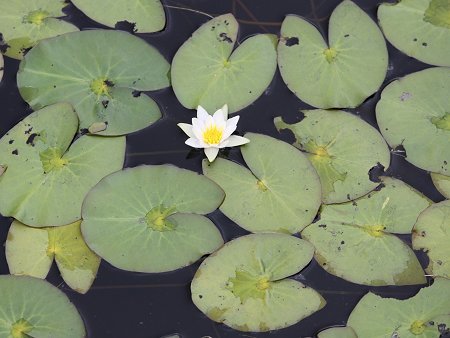 Nymphaea tetragona 