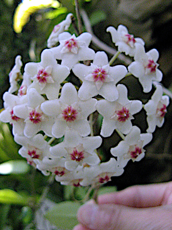  Hoya carnosa