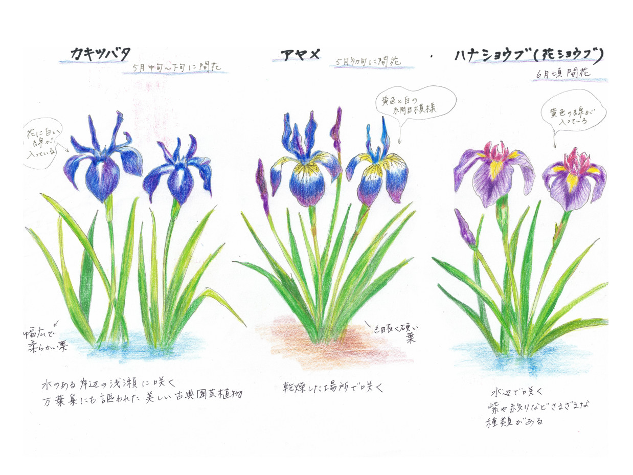 アヤメ | Iris sanguinea | かぎけん花図鑑