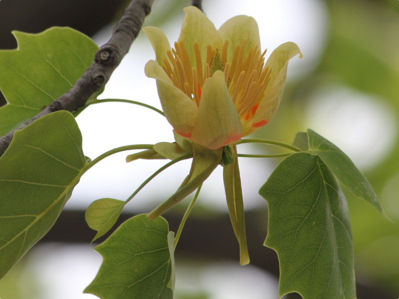 ユリノキ Liriodendron Tulipifera かぎけん花図鑑